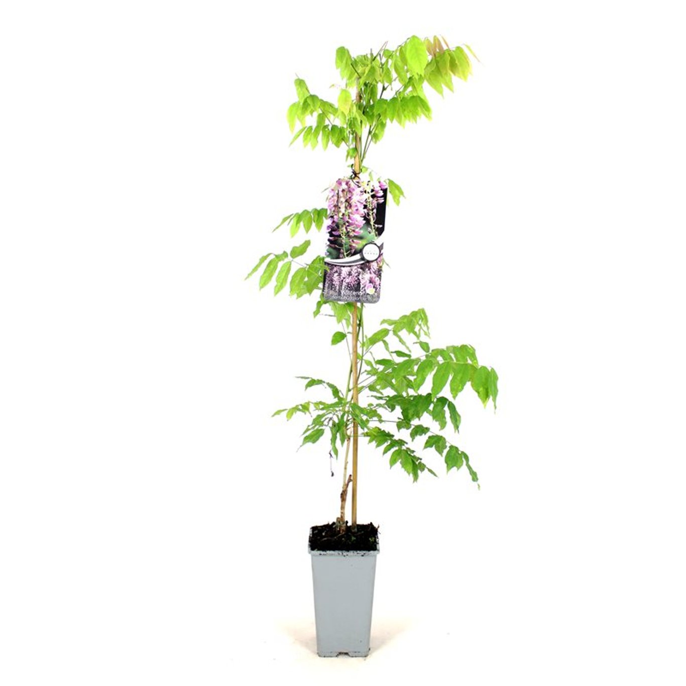 Wisteria flor. 'Honbeni' - C2 80-100 CM Stick